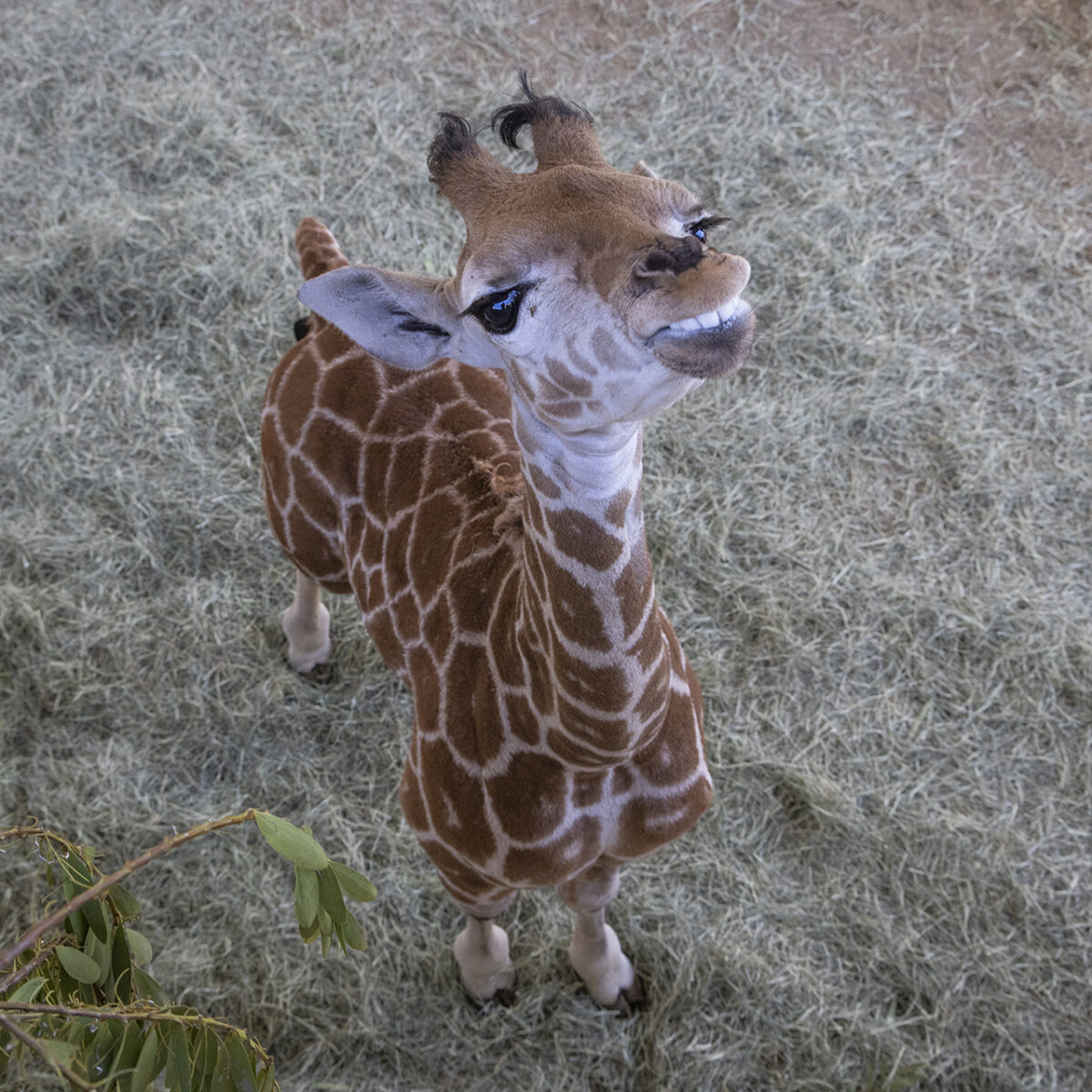 An image of a Giraffe